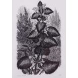 Yvonne Skargon, wood engraving, nettle, signed in