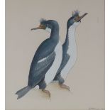 3 watercolours, studies of penguins, indistinctly