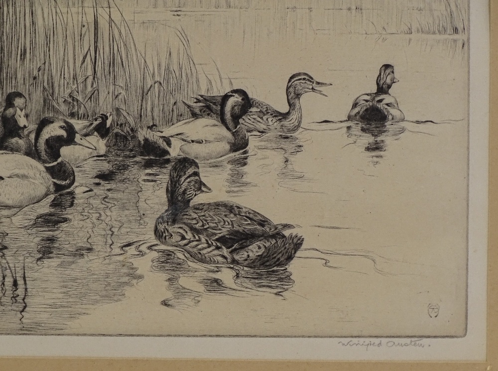 Winifred Austen, etching, ducks among the reeds, s - Image 2 of 4