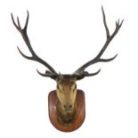 Red deer stag sporting trophy, 13 pointer, mounted on a mahogany shield, 109cm spread,