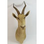 African Impala sporting trophy,