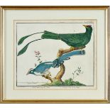 Birds, a set of eighteen coloured engravings on paper, according to an original drawing and engraved