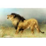 Tom Haywood (19th/20th Century) - Pastel - "A Coming Home" - Study of a standing lion in the