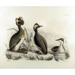 Two early 19th Century coloured engravings - Birds - "Black Scoter, male" (plate LXVIII) and - "