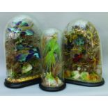 Two 19th century taxidermy displays of exotic birds and ferns under oval domes, width 45cm, depth