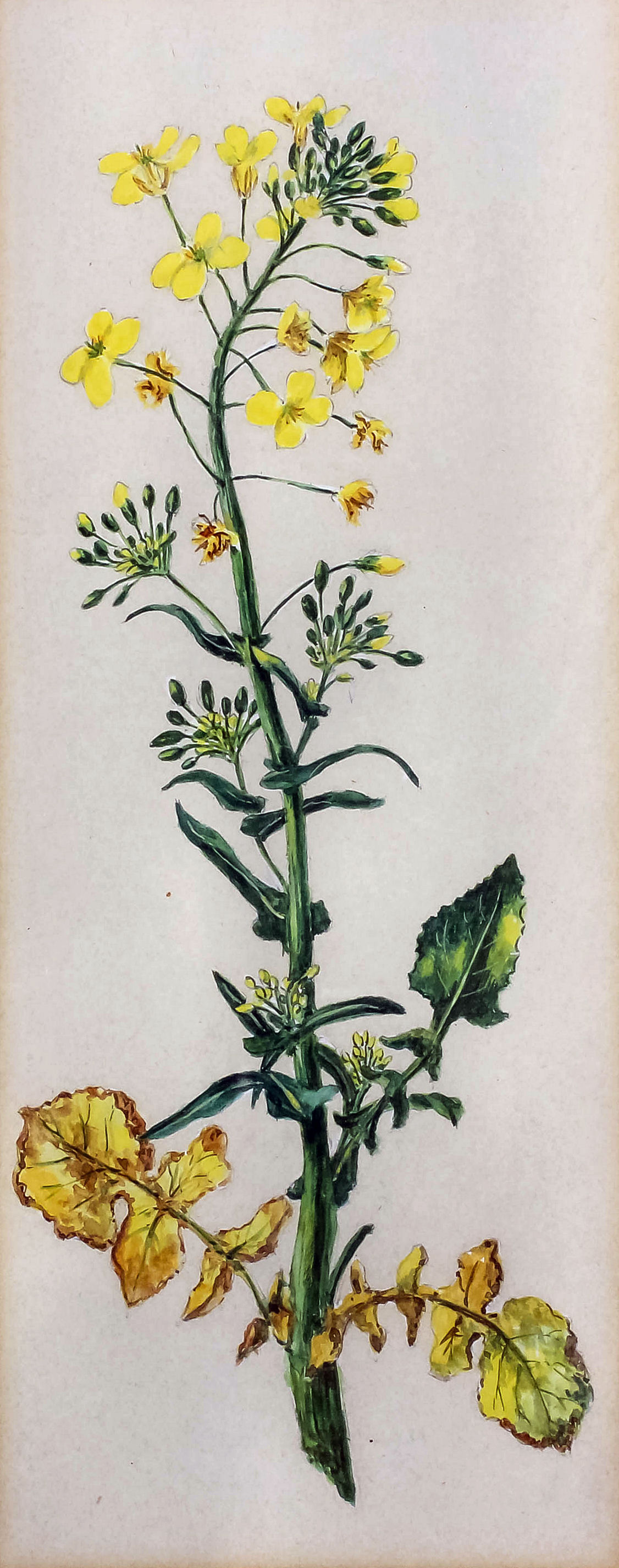 Attributed to Frederic Peter Layard (1818-?) - Ten watercolours - Botanical studies - Including "