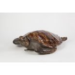 GREEN TURTLE (Chelonia Mydas), probably Victorian, full mounted and straw filled and having two