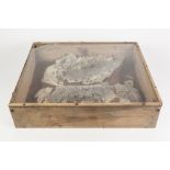 TWO PR-HISTORIC FOSSILS OF FISH, contained in an aged glass top wooden box, 17 1/4" x 20 1/4" (