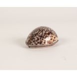 AN EARLY NINETEENTH CENTURY WHITE METAL MOUNTED COWRIE SHELL SNUFF BOX, the hinged covered