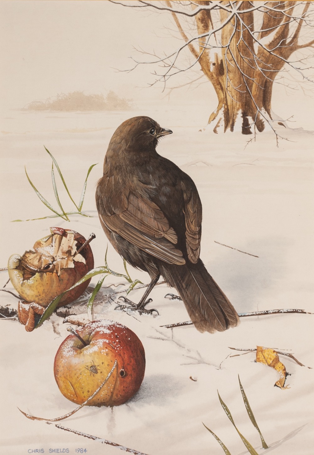 CHRIS SHIELDS (Contemporary) WATERCOLOUR 'Blackbird in snow with fallen applied' Signed and dated