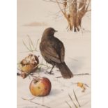 CHRIS SHIELDS (Contemporary) WATERCOLOUR 'Blackbird in snow with fallen applied' Signed and dated
