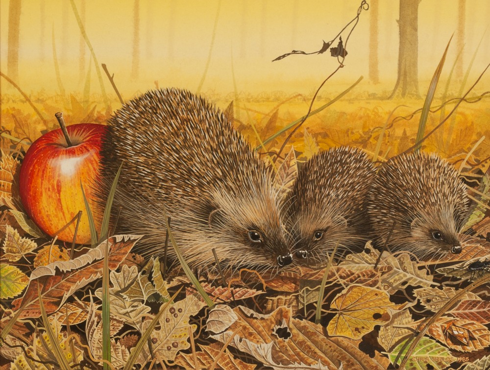 CHRIS SHIELDS (Contemporary) WATERCOLOUR 'Hedgehogs amongst leaf litter and fallen apple' Signed and