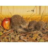 CHRIS SHIELDS (Contemporary) WATERCOLOUR 'Hedgehogs amongst leaf litter and fallen apple' Signed and
