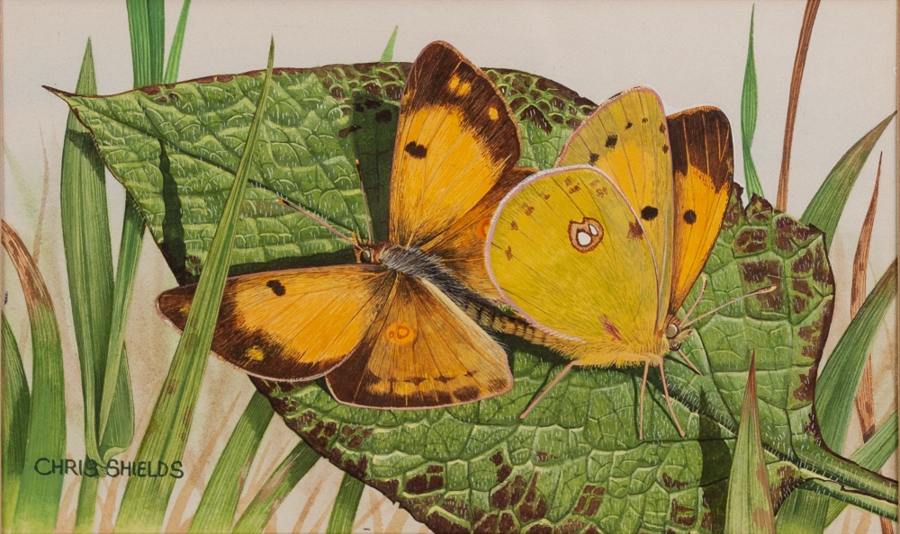 CHRIS SHIELDS (Contemporary) WATERCOLOURS, THREE 'Butterflies', each signed approx 3 1/4" x 5 1/ - Image 2 of 3