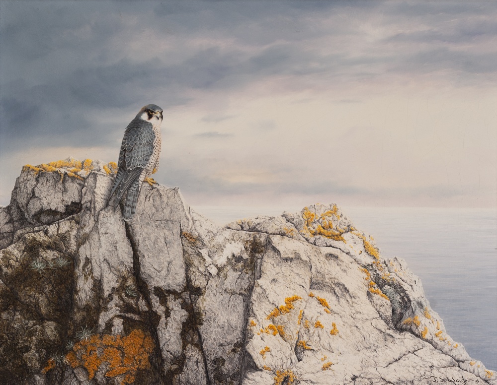 JERRY S. WAIDE (b.1948) OIL PAINTING ON BOARD 'Peregrine Falcon perched upon lichen covered cliff