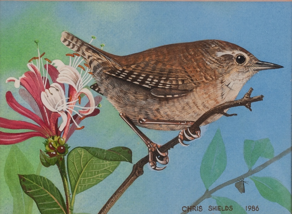 CHRIS SHIELDS (Contemporary) WATERCOLOUR 'Wren on honeysuckle' Signed and dated 1986 3" x 4" (7.