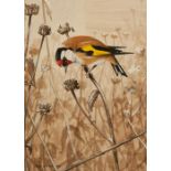 CHRIS SHIELDS (Contemporary) WATERCOLOUR 'Goldfinch' Signed and dated 1986 6 3/4" x 4 3/4" (17cm x