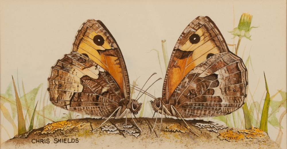CHRIS SHIELDS (Contemporary) WATERCOLOURS, THREE 'Butterflies', each signed approx 3 1/4" x 5 1/