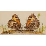 CHRIS SHIELDS (Contemporary) WATERCOLOURS, THREE 'Butterflies', each signed approx 3 1/4" x 5 1/