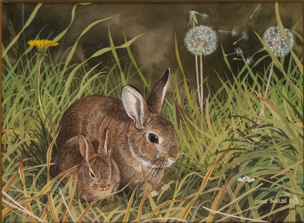 CHRIS SHIELDS (Contemporary) WATERCOLOUR 'Field rabbits and dandelion' Signed and dated 1985 5 3/