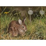 CHRIS SHIELDS (Contemporary) WATERCOLOUR 'Field rabbits and dandelion' Signed and dated 1985 5 3/