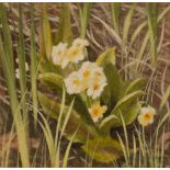 ANGELA MULLINER (Contemporary) WATERCOLOUR 'Primroses' Signed 4 1/4" x 4 1/2" (11cm x 11.5cm)