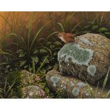 W. GEOFF ROLLINSON (b. 1946) WATERCOLOUR A Wren on lichen covered rocks Signed with copyright date