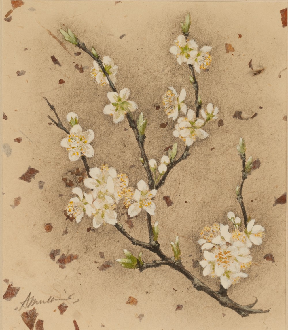 ANGELA MULLINER (Contemporary) WATERCOLOUR 'Plum Blossom' Signed 8 1/4" x 7" (21cm x 18cm)