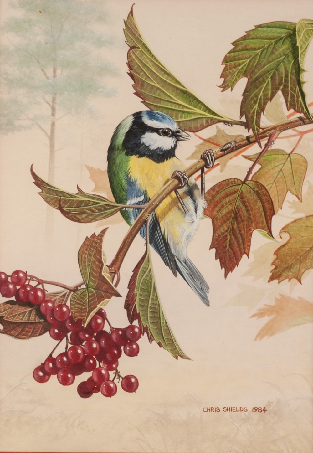 CHRIS SHIELDS (Contemporary) WATERCOLOUR 'Blue tit on red currants' Signed and dated 1984 8 1/4" x 5