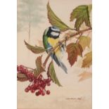 CHRIS SHIELDS (Contemporary) WATERCOLOUR 'Blue tit on red currants' Signed and dated 1984 8 1/4" x 5