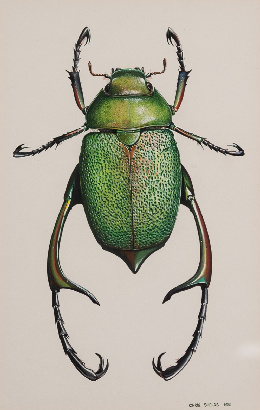 CHRIS SHIELDS (Contemporary) WATERCOLOUR 'Beetle' Signed and dated 1981 10" x 6 1/4" (25.5cm x 16cm)