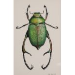 CHRIS SHIELDS (Contemporary) WATERCOLOUR 'Beetle' Signed and dated 1981 10" x 6 1/4" (25.5cm x 16cm)
