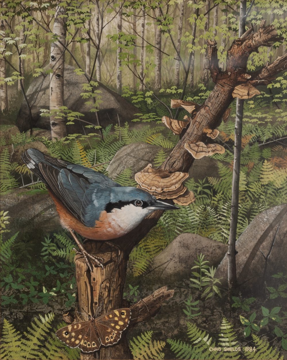 CHRIS SHIELDS (Contemporary) WATERCOLOUR 'Nuthatch in woodland' Signed and dated 1984 8 1/2" x 6 3/