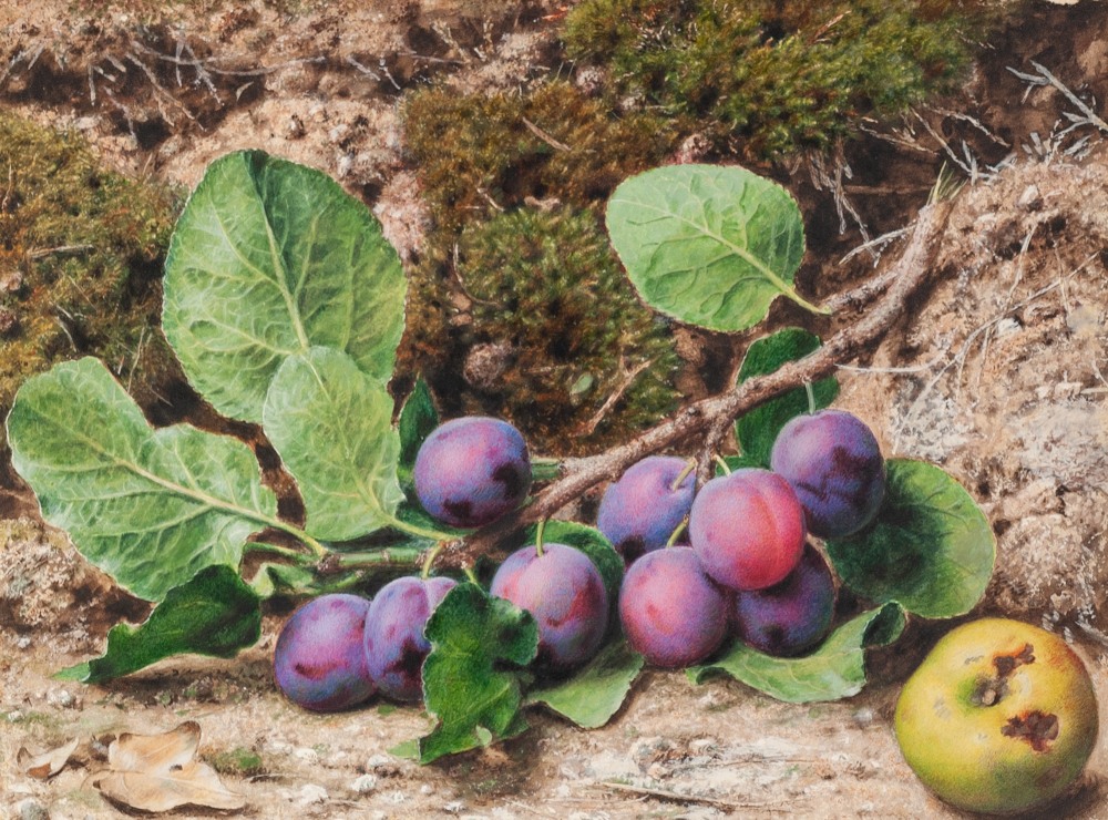 JOHN SHERRIN R.I. (1819 - 896) WATERCOLOUR DRAWING 'Branch of Plums' Unsigned, signed and