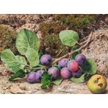 JOHN SHERRIN R.I. (1819 - 896) WATERCOLOUR DRAWING 'Branch of Plums' Unsigned, signed and