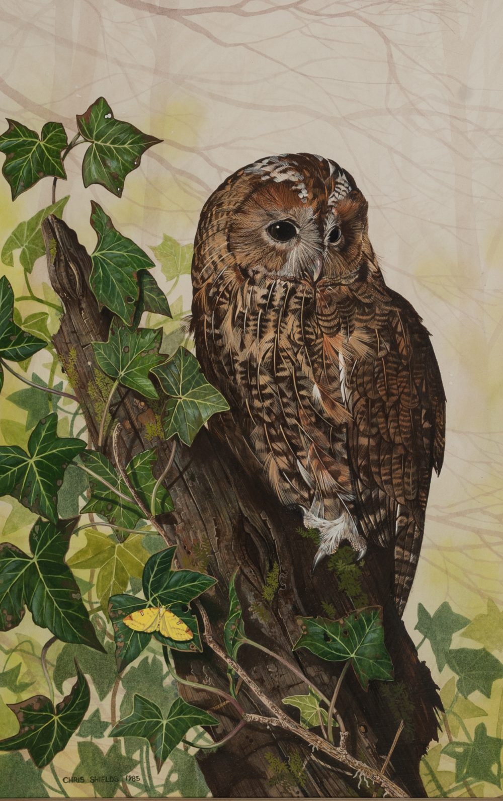 CHRIS SHIELDS (Contemporary) WATERCOLOUR 'Tawny Owl on a tree stump' Signed and dated 1985 14" x 8