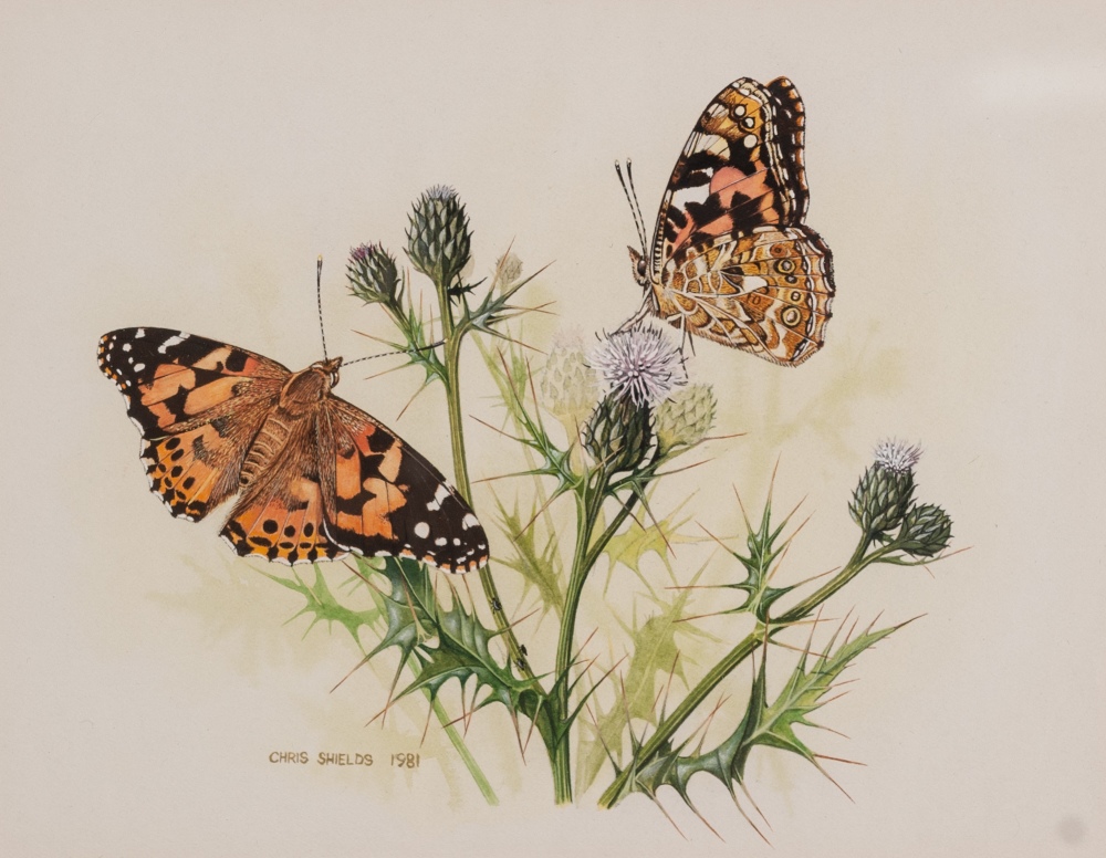 CHRIS SHIELDS (Contemporary) WATERCOLOUR 'Two butterflies on thistle' Signed and dated 1981 5 1/4" x