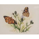 CHRIS SHIELDS (Contemporary) WATERCOLOUR 'Two butterflies on thistle' Signed and dated 1981 5 1/4" x