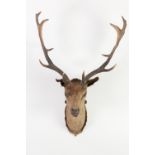 TAXIDERMY, STAG'S HEAD on shield shaped oak mount, 35" (89cm) high