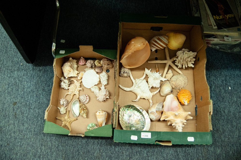 GOOD COLLECTION OF SEASHELLS