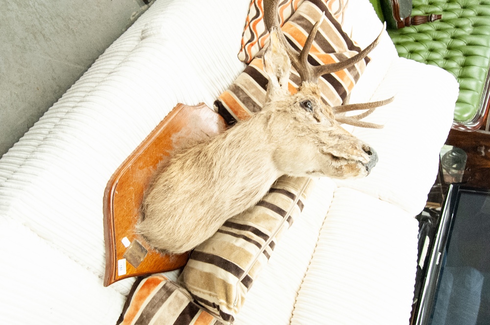 A MOUNTED STAGS HEAD, TEN POINT, ON SHIELD SHAPED PLAQUE (POOR CONDITION)