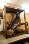 A SMALL TAXIDERMIC SPECIMEN OF A BIRD