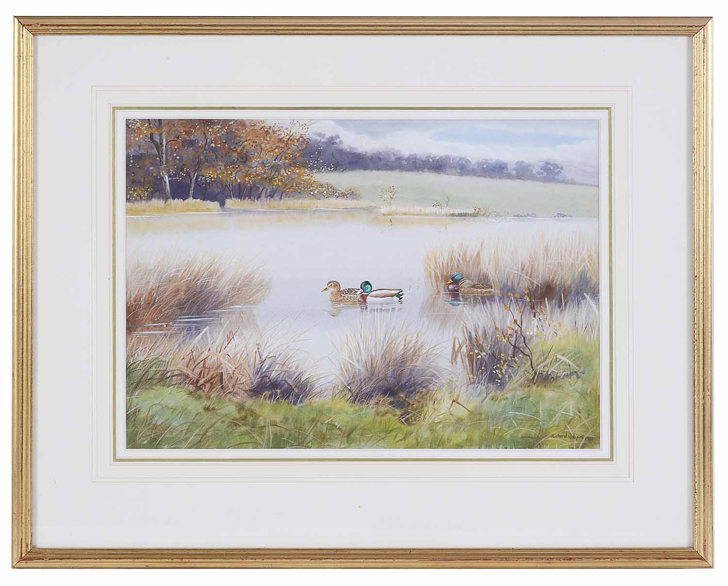 R Robgent (British, b.1937) 'Shoveler & Gadwall on the water', watercolour