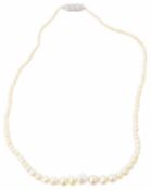 A delicate singe graduate baroque pearl necklace, untested