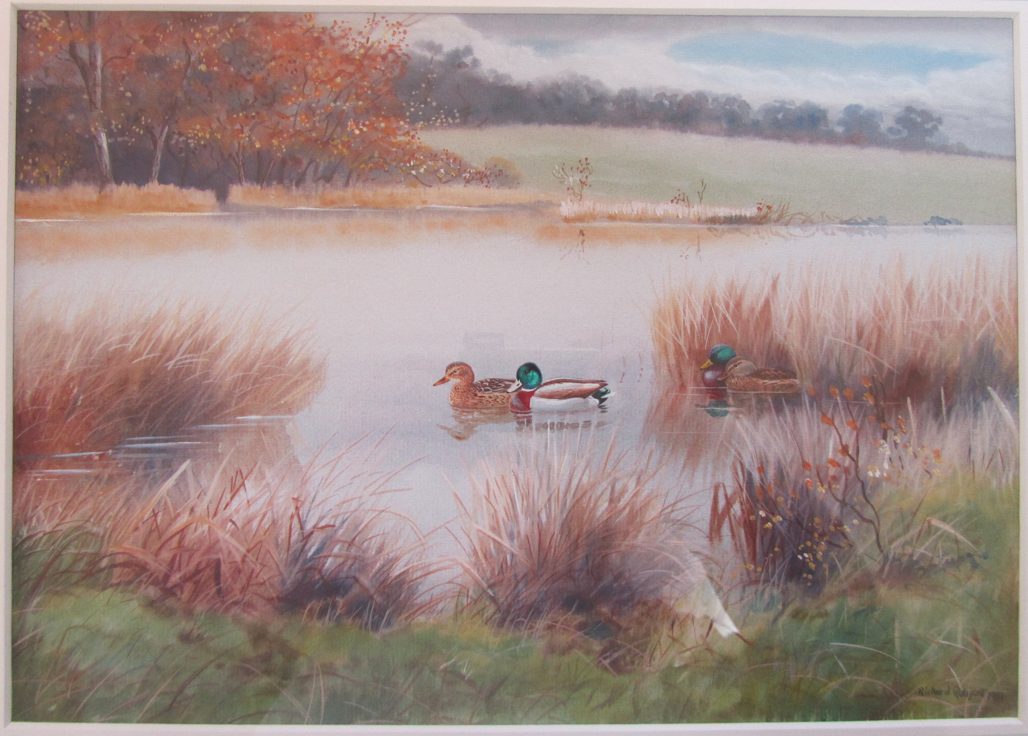 R Robgent (British, b.1937) 'Shoveler & Gadwall on the water', watercolour - Image 2 of 4