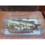 TAXIDERMIC SPECIMEN OF A PIKE WITHIN GLASS CASE