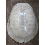 WHITE TURTLE SHELL, COMES WITH CITES CERTIFICATE,