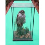 TAXIDERMIC SPECIMEN OF A KESTREL WITHIN A GLASS CASE