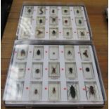 TWO SPECIMEN CASES CONTAINING INSECTS