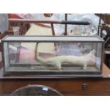 WOODEN CASE CONTAINING TAXIDERMIC SPECIMEN (AT FAULT)